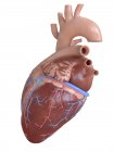 Человеческое сердце с коронарными венами и артериями, цифровая иллюстрация . — стоковое фото
