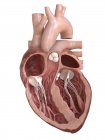 Cuore umano in sezione trasversale, illustrazione digitale . — Foto stock