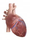 Реалистичное человеческое сердце, цифровая иллюстрация . — стоковое фото