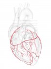 Серце людини з коронарними артеріями, цифрова ілюстрація. — Stock Photo