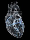 Human heart with coronary veins, digital illustration. — Stock Photo