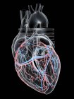 Corazón humano con vasos sanguíneos coronarios, ilustración digital . - foto de stock