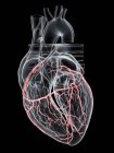Menschliches Herz mit Herzkranzgefäßen, digitale Illustration. — Stockfoto