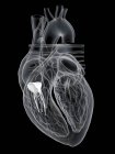 Human heart anatomy showing tricuspid valve, digital illustration. — Stock Photo