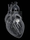 Human heart anatomy showing mitral valve, digital illustration. — Stock Photo