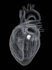 Human heart anatomy showing aortic valve, digital illustration. — Stock Photo