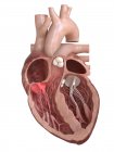 Анатомія серця людини, що показує тристулковий клапан, ілюстрація поперечного перерізу . — стокове фото