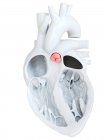 Anatomia do coração humano mostrando válvula pulmonar, ilustração . — Fotografia de Stock