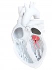 Anatomía del corazón humano que muestra la válvula bicúspide, ilustración . - foto de stock