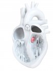 Anatomia del cuore umano che mostra valvola aortica, illustrazione della sezione trasversale
. — Foto stock