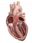 Anatomía del corazón humano que muestra válvulas, ilustración de sección transversal . - foto de stock