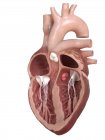 Anatomía del corazón humano que muestra válvulas, ilustración de sección transversal
. - foto de stock
