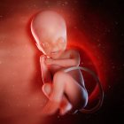 Foetus humain à la semaine 24, illustration numérique . — Photo de stock