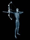 Struttura scheletrica dell'arciere, illustrazione digitale . — Foto stock