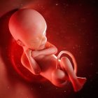 Foetus humain à 24 semaines, illustration numérique . — Photo de stock