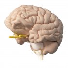 Cervello umano realistico su sfondo bianco, illustrazione digitale . — Foto stock