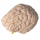 Realistic human brain on white background, digital illustration. — Stock Photo