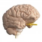 Realistisches menschliches Gehirn auf weißem Hintergrund, digitale Illustration. — Stockfoto