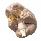 Realistisches menschliches Gehirn auf weißem Hintergrund, digitale Illustration. — Stockfoto