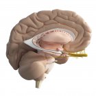 Cerveau intérieur humain sur fond blanc, illustration numérique . — Photo de stock