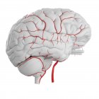 Система артерій людського мозку на білому тлі, цифрова ілюстрація . — стокове фото