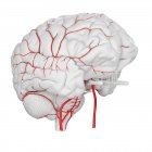 Sistema de arterias cerebrales humanas sobre fondo blanco, ilustración digital
. - foto de stock