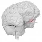 Menschliches Gehirn mit sichtbarem Riechnerv auf weißem Hintergrund, digitale Illustration. — Stockfoto
