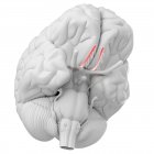 Cerebro humano con nervio olfativo visible sobre fondo blanco, ilustración digital . - foto de stock