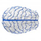 Sistema de venas cerebrales humanas sobre fondo blanco, ilustración digital . - foto de stock