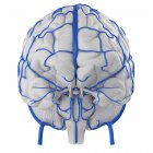 Système de veines cérébrales humaines sur fond blanc, illustration numérique . — Photo de stock