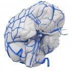 System of human brain veins on white background, digital illustration. — Stock Photo