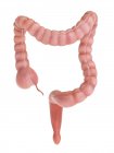Large intestine on white background, digital illustration. — Stock Photo