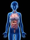 Женский силуэт с видимыми внутренними органами, цифровая иллюстрация . — стоковое фото