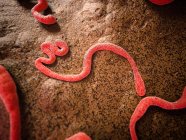 Viriones del virus del Ébola sobre fondo marrón, ilustración digital . - foto de stock