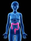 Silueta femenina con intestino grueso visible, ilustración digital . - foto de stock