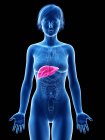 Female silhouette with visible liver, digital illustration. — Stock Photo