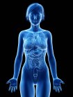 Silueta femenina con órganos internos visibles, ilustración digital . - foto de stock
