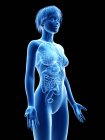 Weibliche Silhouette mit sichtbaren inneren Organen, digitale Illustration. — Stockfoto