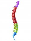 Human spinal sections, digital illustration. — Stock Photo