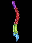 Sezione vertebrale umana, illustrazione digitale . — Foto stock