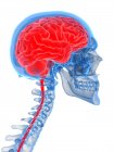Людський мозок і хребет на білому тлі, цифрова ілюстрація . — стокове фото