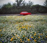 Fleurs sauvages plantées à côté de la route du tronc occupé dans le Staffordshire, Royaume-Uni . — Photo de stock