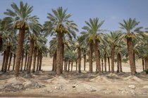 Plantação de palmeiras na região do Mar Morto, Israel . — Fotografia de Stock