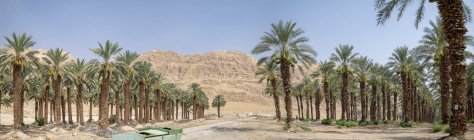 Palm tree plantation in Dead Sea region, Israel. — Stock Photo