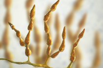 Fadenförmiger dematischer allergener Pilz alternaria alternata, digitale Illustration. — Stockfoto
