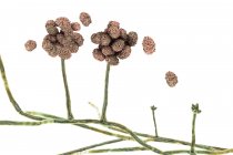 Structure de fructification des moisissures toxiques Stachybotrys avec spores, illustration numérique . — Photo de stock