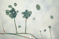 Stachybotrys struttura fruttifera tossica con spore, illustrazione digitale . — Foto stock