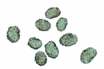 Spore di muffa tossica del fungo Stachybotrys chartarum, illustrazione digitale
. — Foto stock