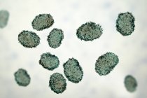 Esporas tóxicas de moho del hongo Stachybotrys chartarum, ilustración digital . - foto de stock