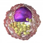 Célula de espuma de macrófago que contiene gotitas lipídicas, ilustración digital
. - foto de stock